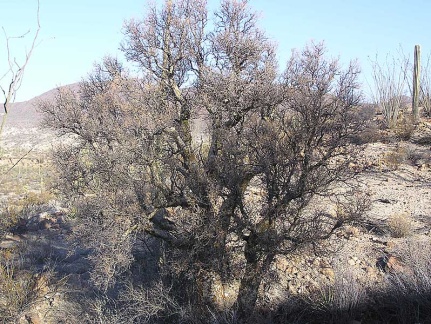 Baja (California)