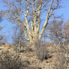 Baja (California) (1776 відвідувань) Фото Стивена Брэка (Steven Brack, Belen, New Mexico)
Baja (California)