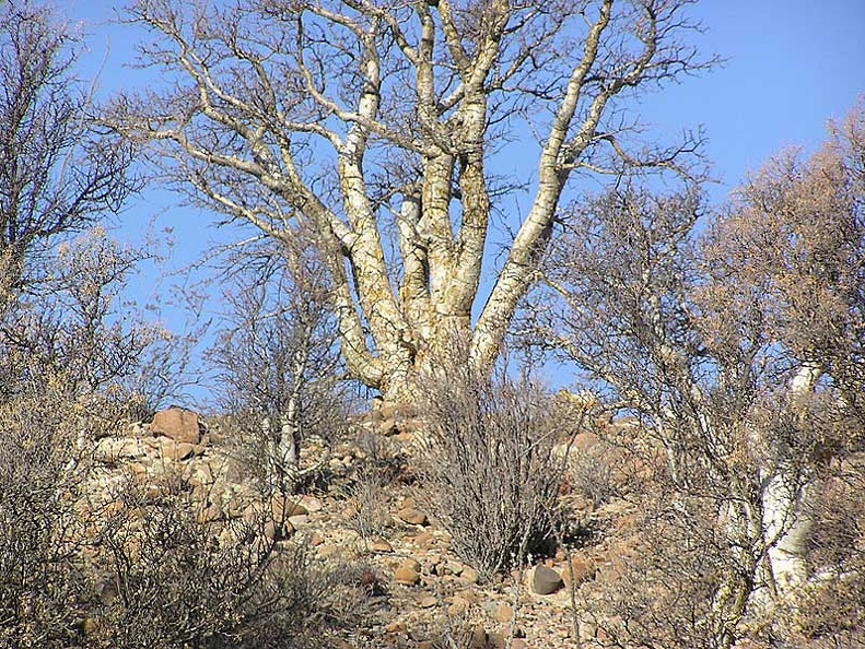 Baja (California)