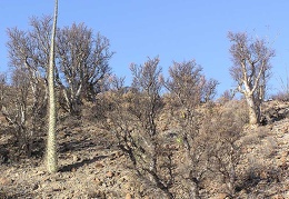 Baja (California)