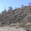 Baja (California)