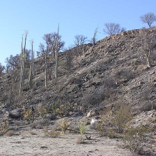 Baja (California) (1796 відвідувань) Фото Стивена Брэка (Steven Brack, Belen, New Mexico)
Baja (California)