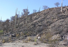Baja (California)