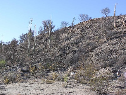 Baja (California)