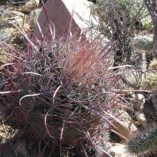 Baja (California) (1748 відвідувань) Фото Стивена Брэка (Steven Brack, Belen, New Mexico)
Baja (California)