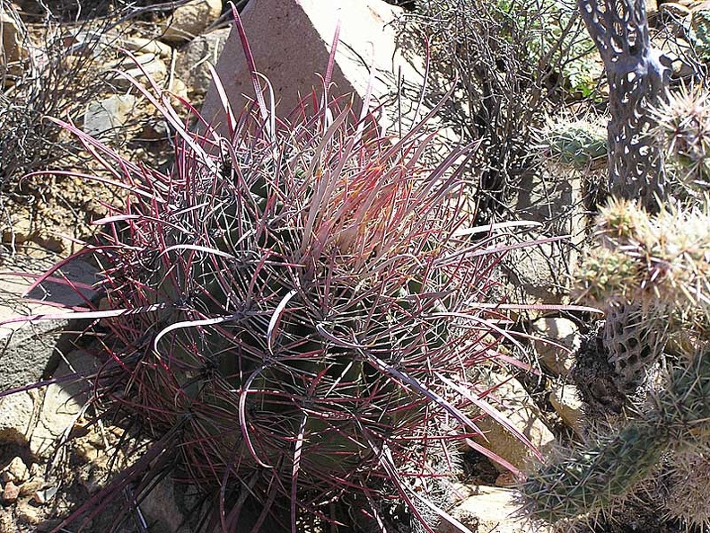 Baja (California)