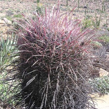 Baja (California) (1698 відвідувань) Фото Стивена Брэка (Steven Brack, Belen, New Mexico)
Baja (California)