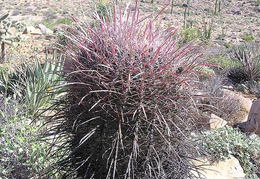 Baja (California)