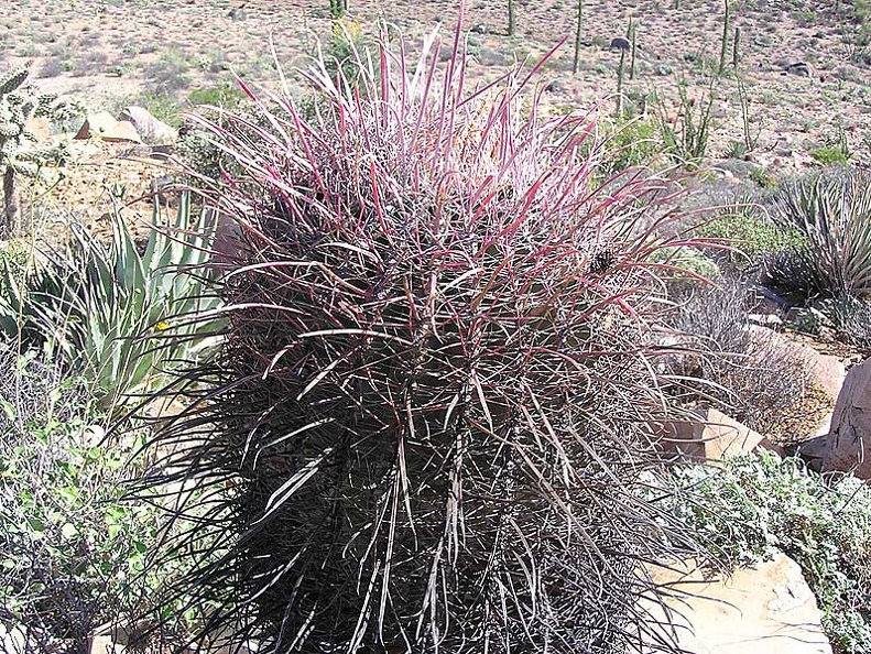 Baja (California)