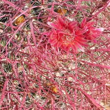 Baja (California) (1799 відвідувань) Фото Стивена Брэка (Steven Brack, Belen, New Mexico)
Baja (California)