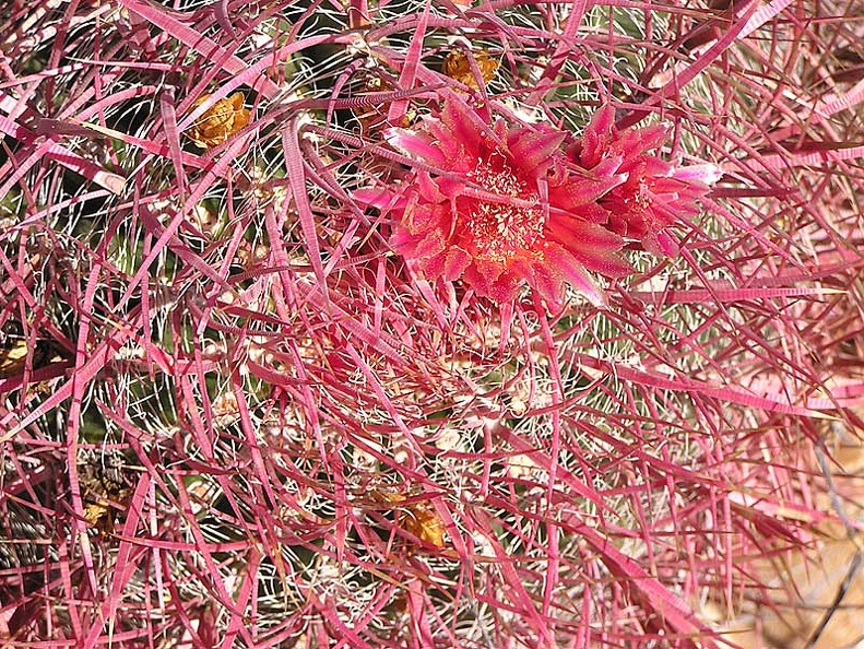 Baja (California)