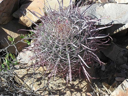 Baja (California) (1756 відвідувань) Фото Стивена Брэка (Steven Brack, Belen, New Mexico)
Baja (California)