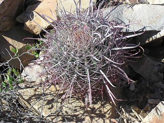 Baja (California) (1756 відвідувань) Фото Стивена Брэка (Steven Brack, Belen, New Mexico)
Baja (California)