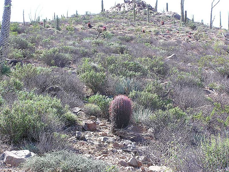 Baja (California)