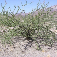 Baja (California)