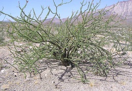 Baja (California)