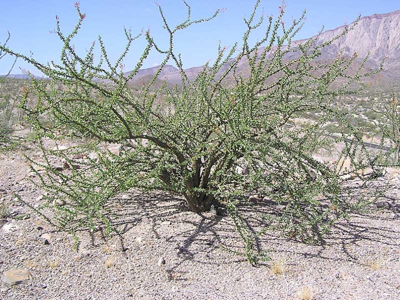 Baja (California)