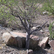 Baja (California)