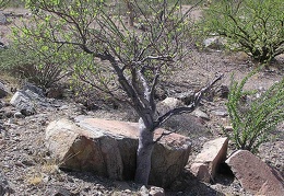 Baja (California)