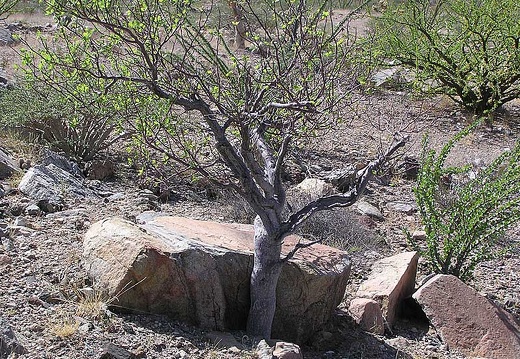 Baja (California) (1839 відвідувань) Фото Стивена Брэка (Steven Brack, Belen, New Mexico)
Baja (California)