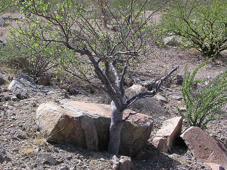 Baja (California)