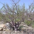 Baja (California)