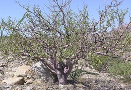 Baja (California)