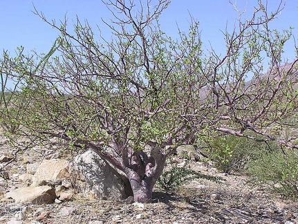 Baja (California)