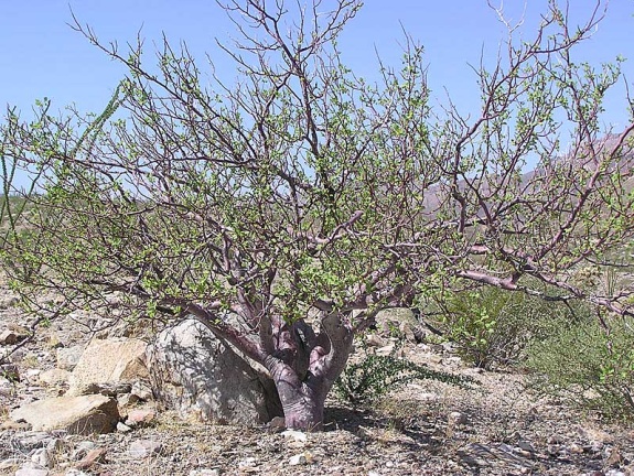 Baja (California) (1832 відвідувань) Фото Стивена Брэка (Steven Brack, Belen, New Mexico)
Baja (California)