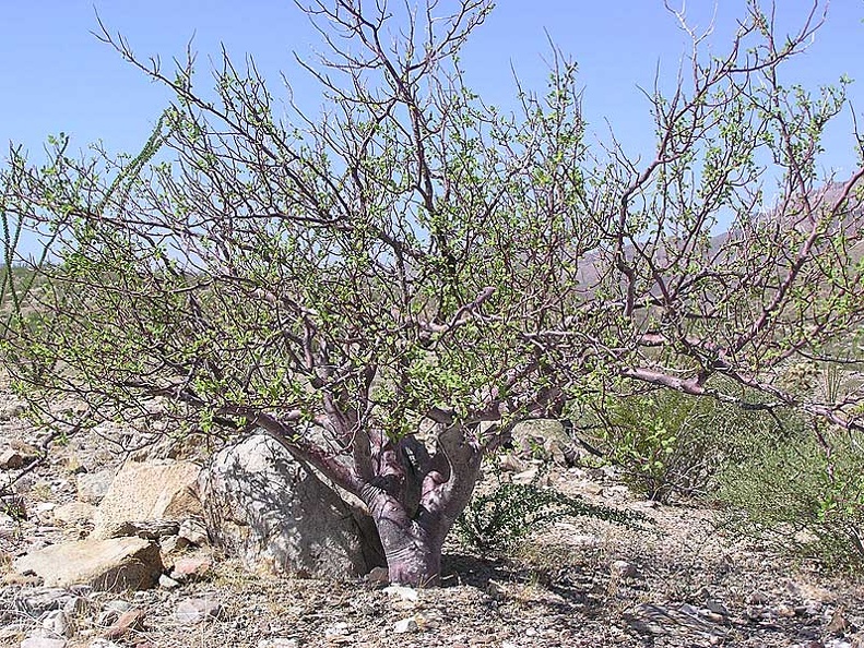 Baja (California)
