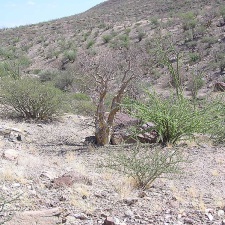 Baja (California)