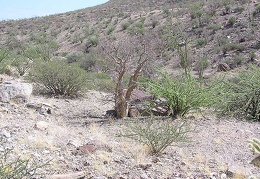 Baja (California)