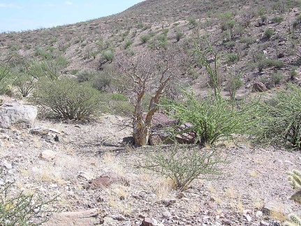 Baja (California) (1783 відвідувань) Фото Стивена Брэка (Steven Brack, Belen, New Mexico)
Baja (California)