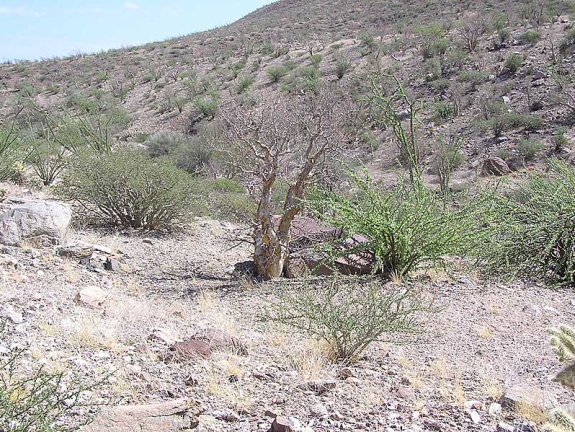 Baja (California) (1783 відвідувань) Фото Стивена Брэка (Steven Brack, Belen, New Mexico)
Baja (California)