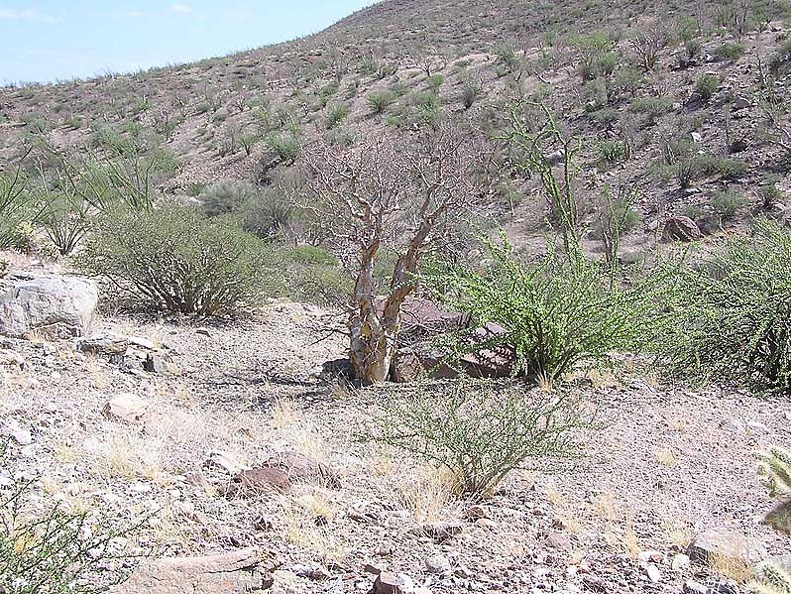 Baja (California)