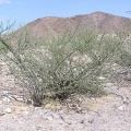 Baja (California)