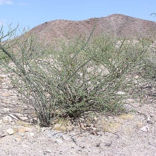 Baja (California)