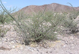 Baja (California)