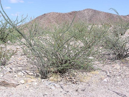 Baja (California)
