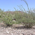 Baja (California)