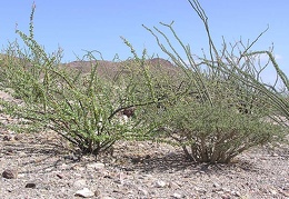 Baja (California)