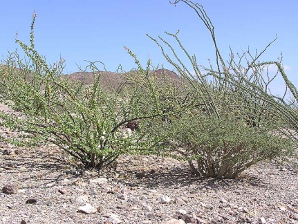 Baja (California)