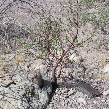 Baja (California)
