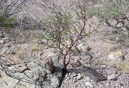 Baja (California)