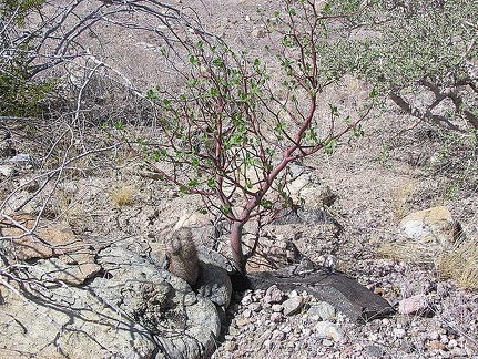 Baja (California)