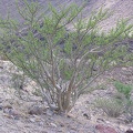 Baja (California)