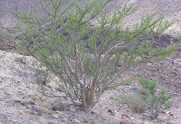 Baja (California)