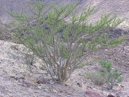 Baja (California)