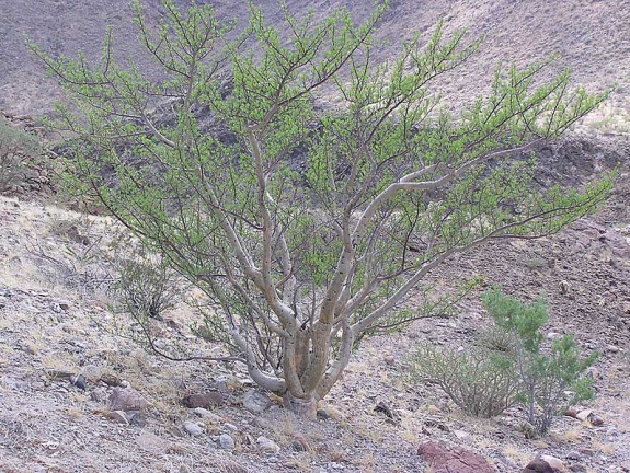 Baja (California) (1741 відвідувань) Фото Стивена Брэка (Steven Brack, Belen, New Mexico)
Baja (California)