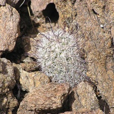 Baja (California)